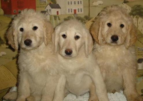 Standard Poodle Puppies on Standard Poodles   Puppies Are 6 To 10 Weeks In These Pictures